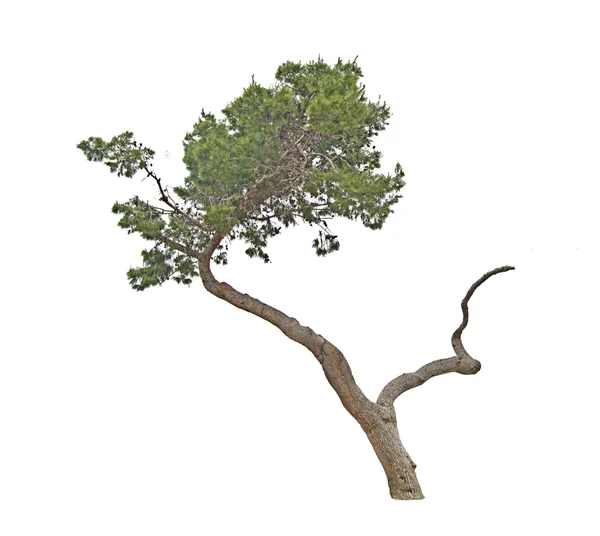 Árvore de pinho no fundo branco — Fotografia de Stock
