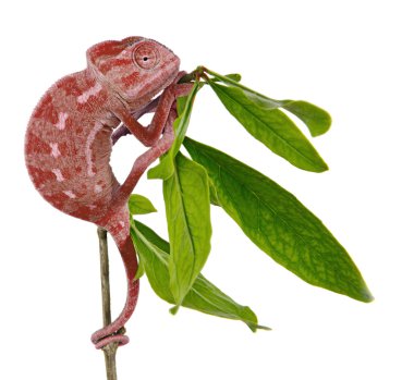 Bukalemun dalı