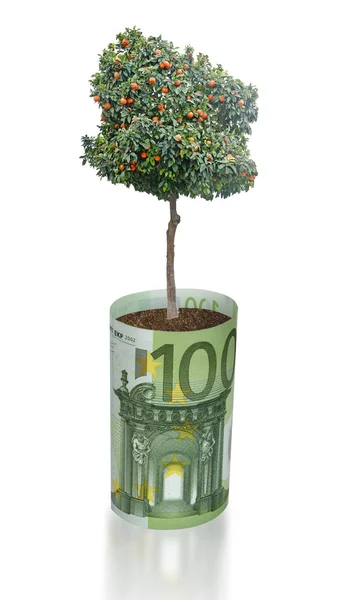 Orangenbaum wächst aus Euro — Stockfoto