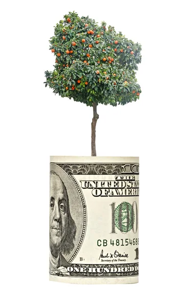 Oranje boom groeien van euro bill — Stockfoto