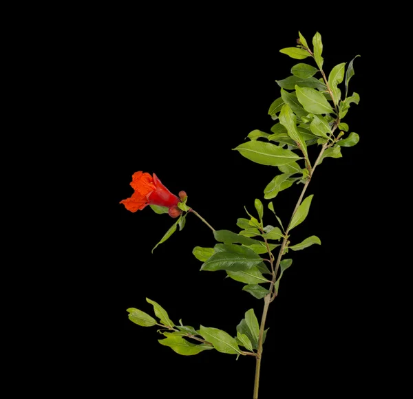 Branche de grenade avec fleur — Photo
