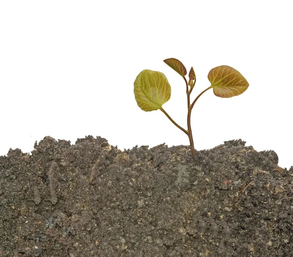 苗木の土壌からの成長 — ストック写真