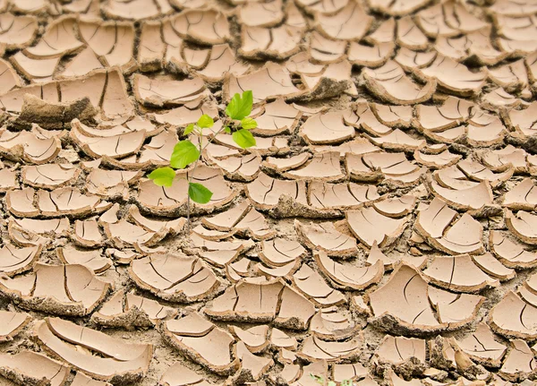 stock image Sapling growing from arid land