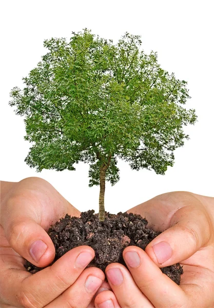 Träd i händer — Stockfoto
