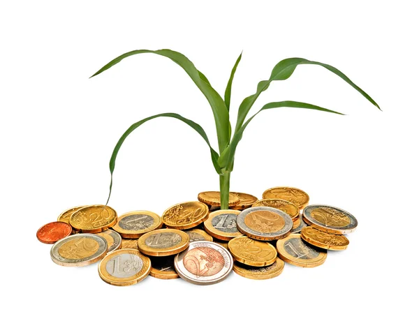 stock image Corn growing from pile of coins