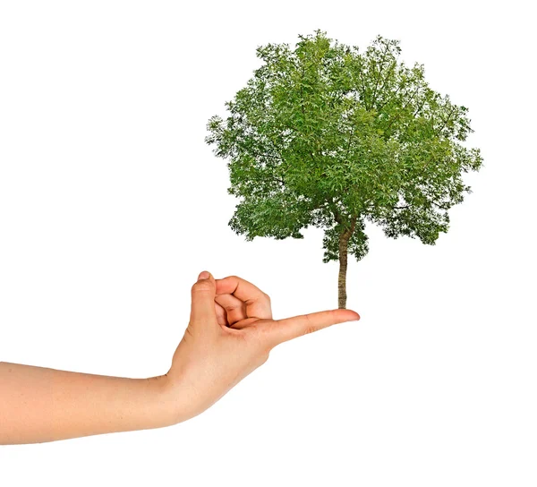 Tree in hand — Stock Photo, Image