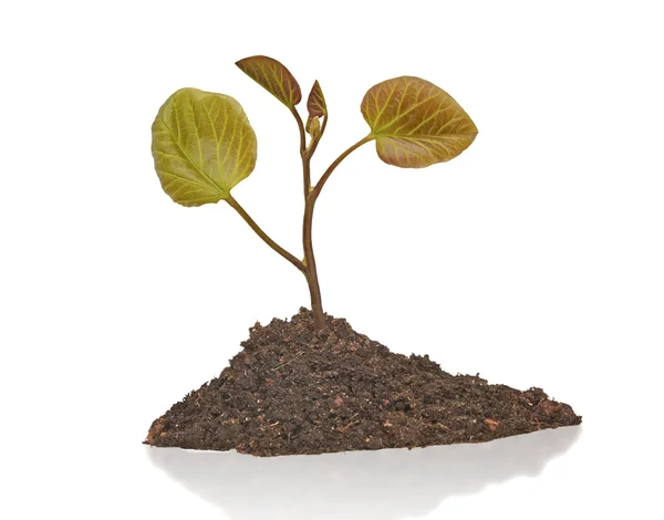 Planta som växer från marken — Stockfoto