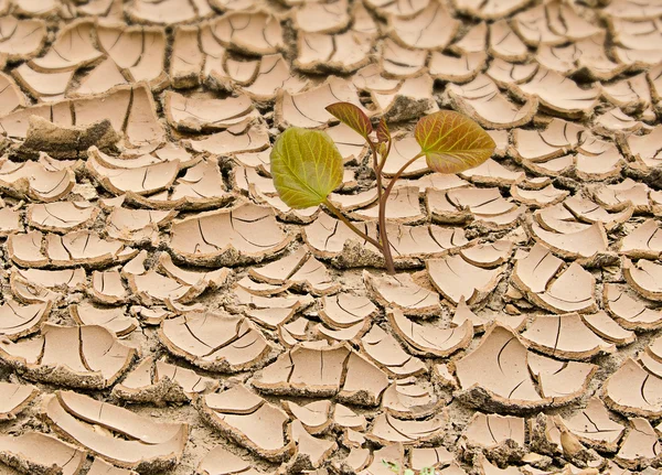 Bäumchen wachsen aus dürrem Land — Stockfoto