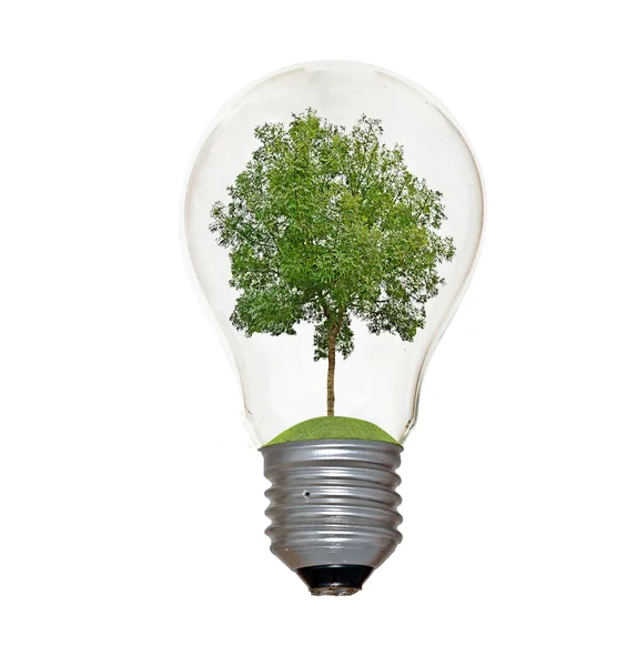 Tree in lamp — Stock Photo, Image