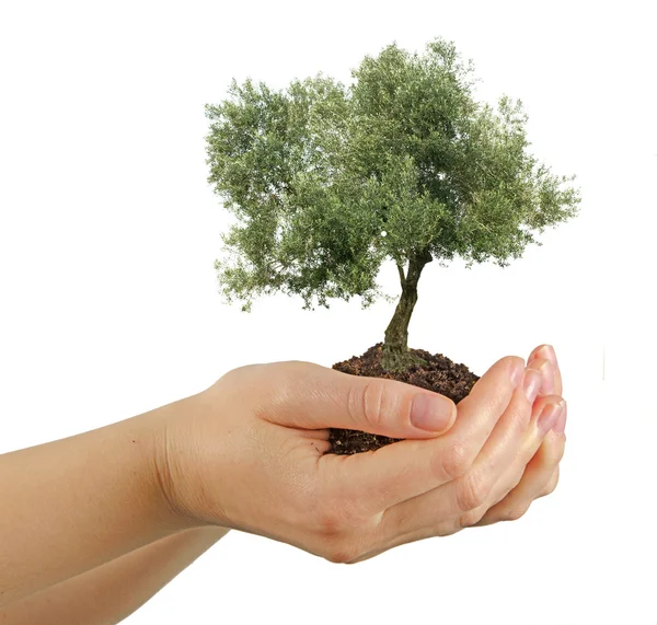 Оливковое дерево в руках в подарок — стоковое фото