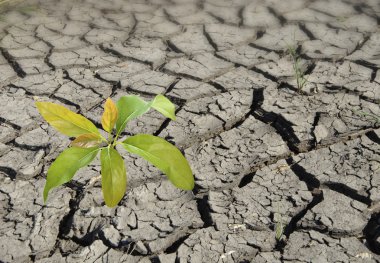 Sapling growing from arid land clipart