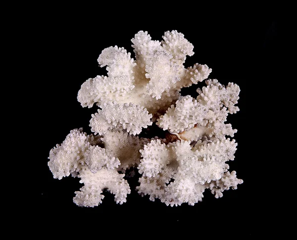 Κοράλλι απομονωμένο σε μαύρο φόντο — Φωτογραφία Αρχείου