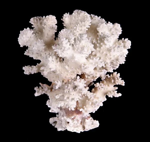 Korall isolerad på svart bakgrund — Stockfoto