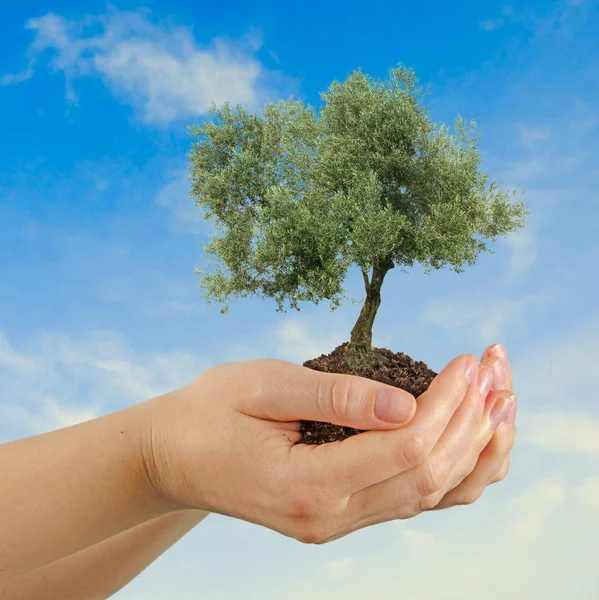 Olivenbaum in Händen als Geschenk — Stockfoto