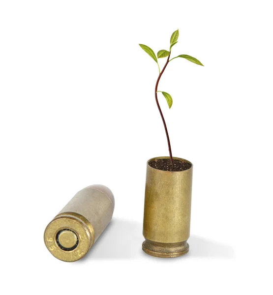 stock image Sapling growing from shell