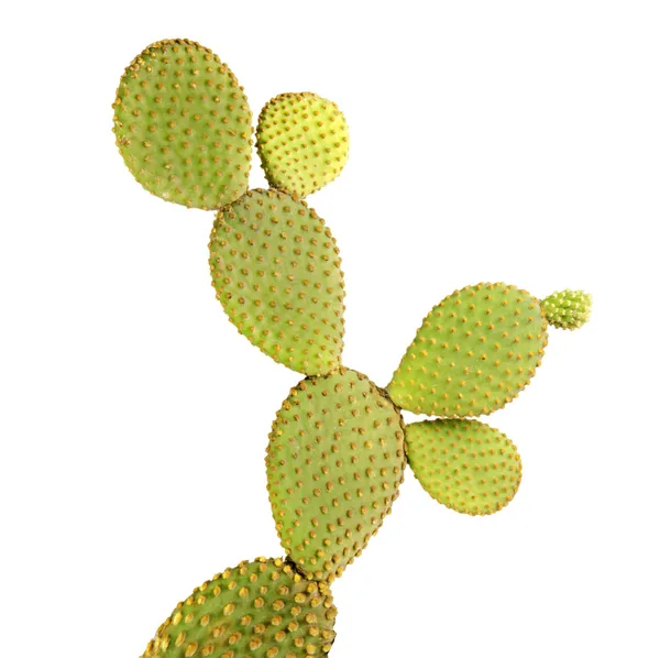 Kaktus Opuntia izolovaných na bílém pozadí — Stock fotografie