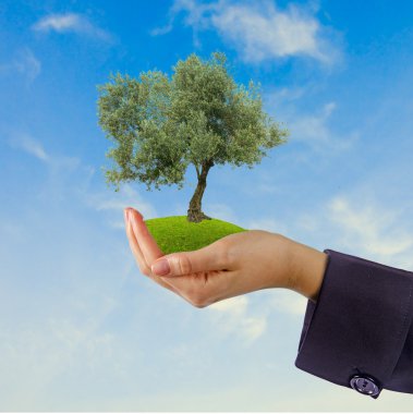 Olive tree in hands as a gift