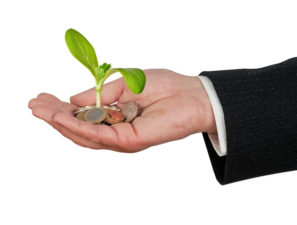 Plant growng from pile of coins — Stock Photo, Image