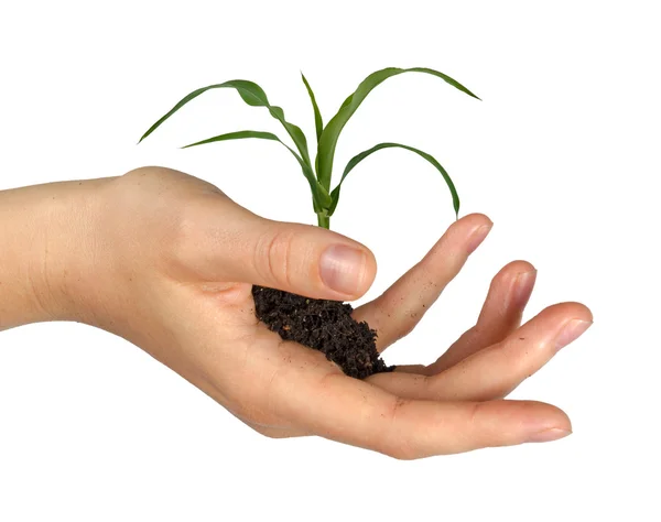 stock image Maize as a gift of agriculture