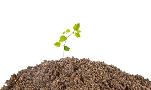 Plantgoed groeien uit de bodem — Stockfoto