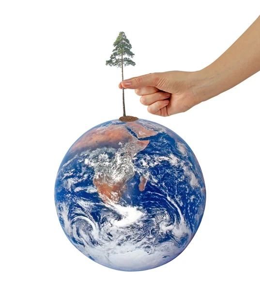 Tree on Earth as a symbol of peace.Elements of this image furnis — Stock Photo, Image
