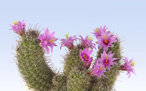 Kaktus kwitnienia — Zdjęcie stockowe