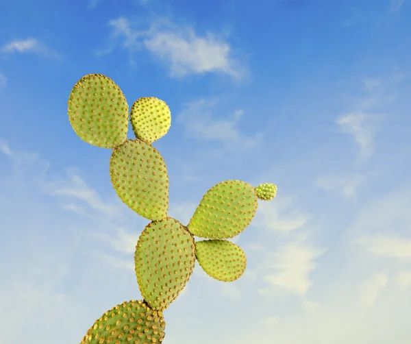 Opuntia kaktusowa — Zdjęcie stockowe