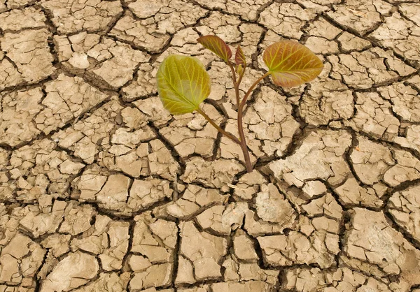 Bäumchen wachsen aus dürrem Land — Stockfoto