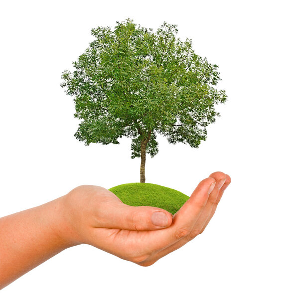 Tree in hand