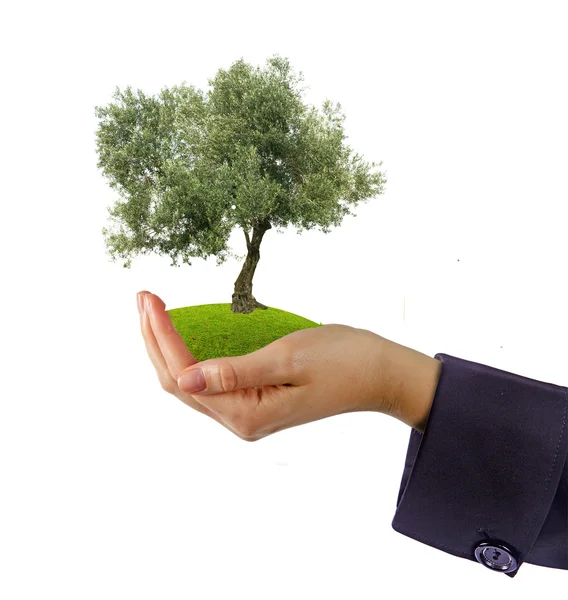 Olive tree in hands as a gift — Stockfoto