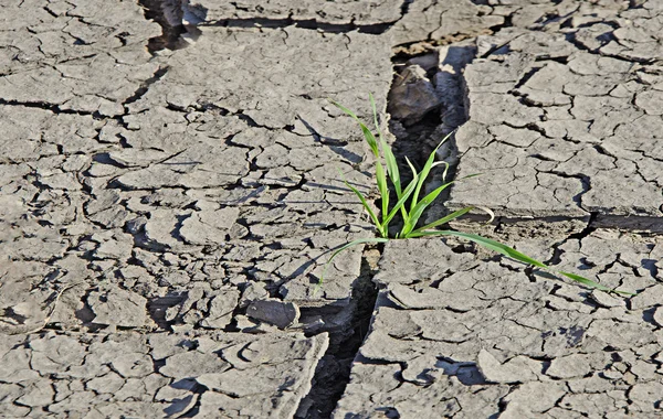 Herbe poussant à partir de terres arides — Photo