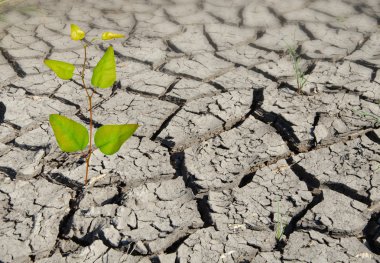 Sapling growing from arid land clipart