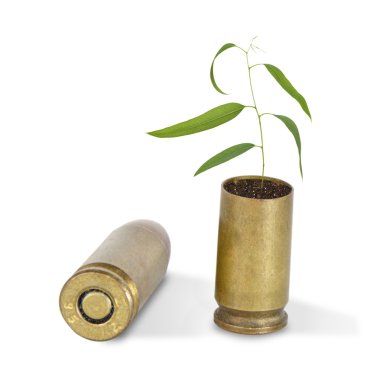 Sapling growing from shell clipart