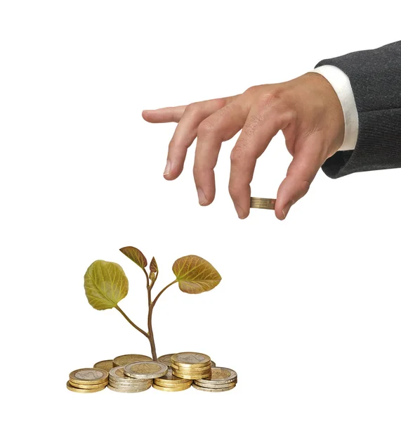 Tree growng from pile of coins — Stock Photo, Image