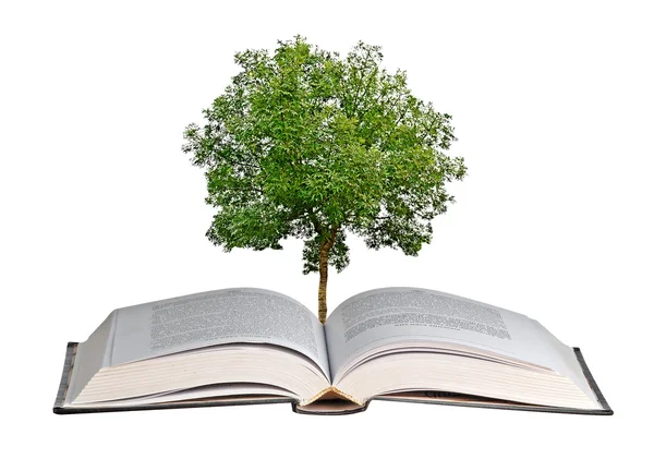 Drzewa rosnące z otwartą książkę — Zdjęcie stockowe