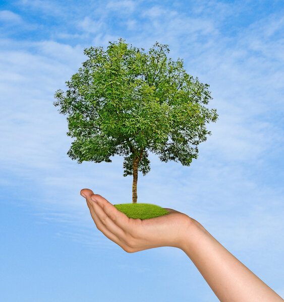 Tree in hand