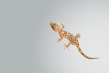 Akdeniz ev gecko