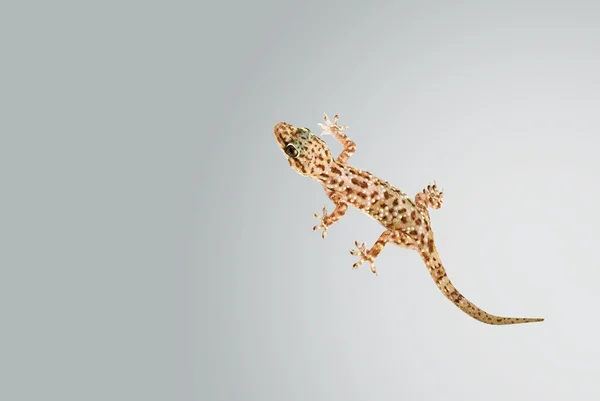 Μεσογείου σπίτι gecko — Φωτογραφία Αρχείου