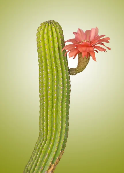 Cactus with red flower — Stock Photo, Image