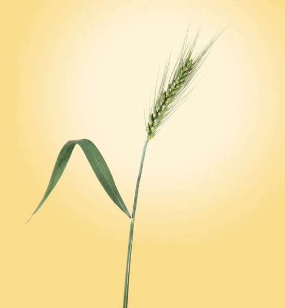 Пшениці на фоні — стокове фото