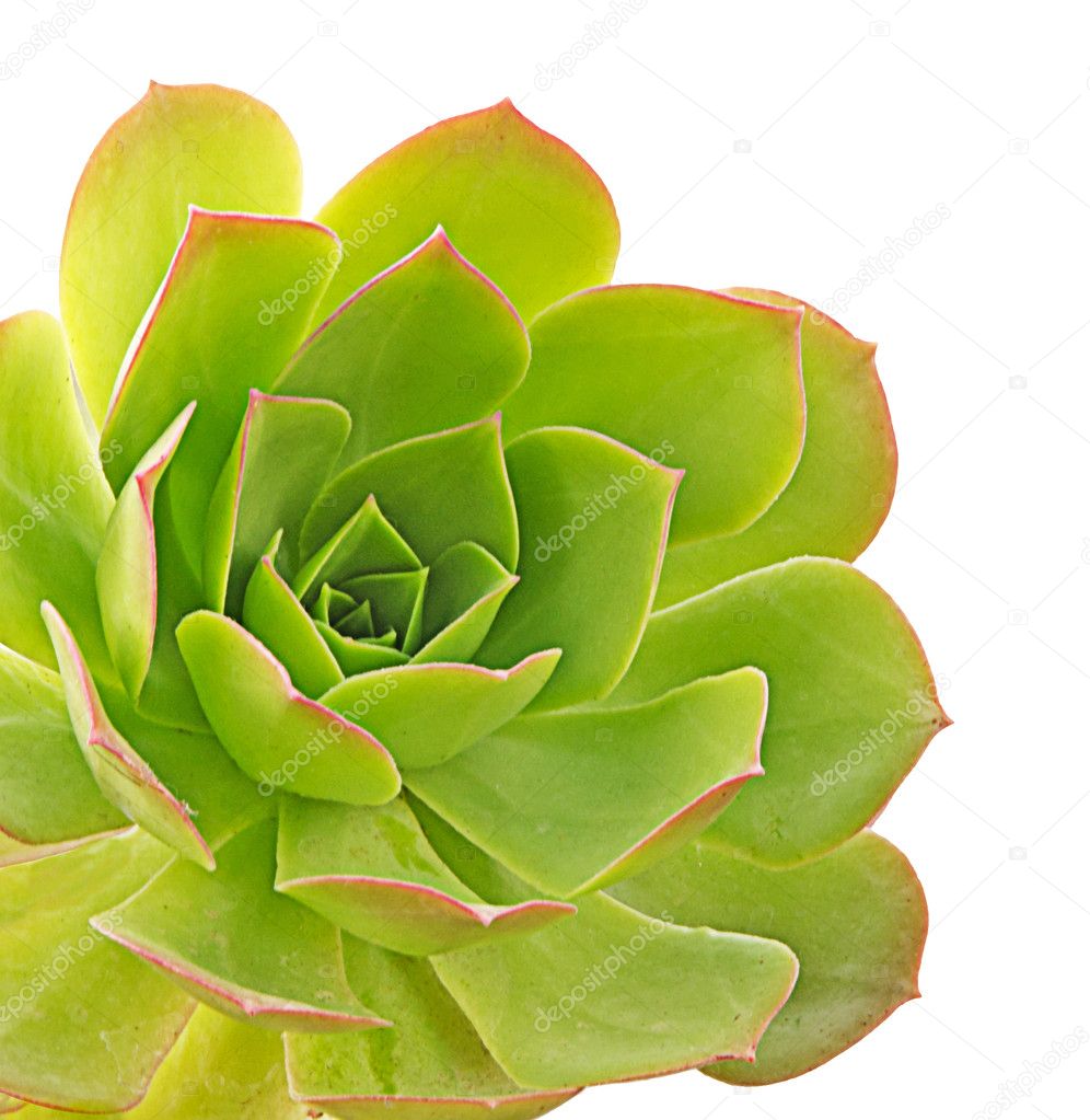 Close up of succulent plant
