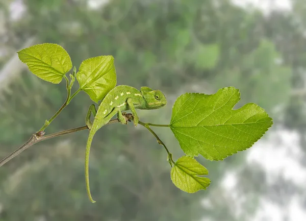 Chameleon na větvi — Stock fotografie