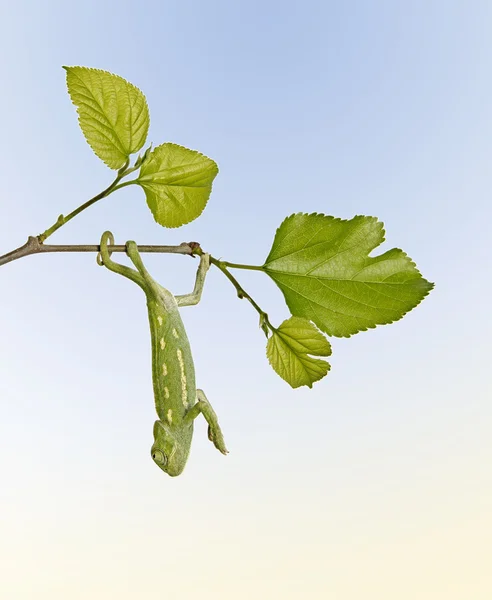 stock image Chameleon on branch