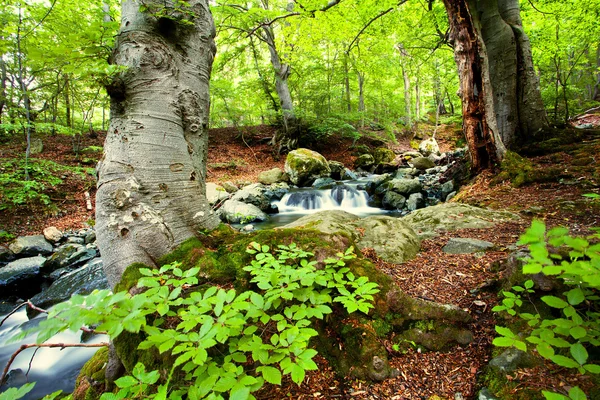 ブルガリアの森 — ストック写真