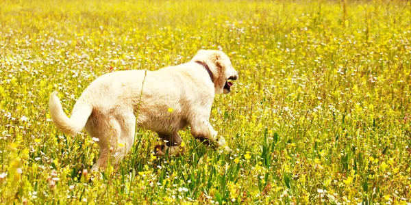 Paesaggio cane — Foto Stock