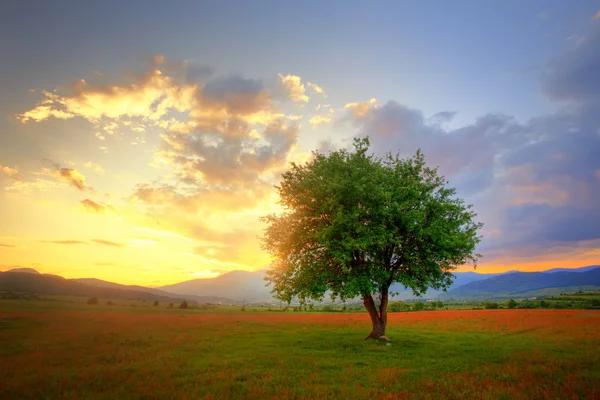 Hdr paisaje con un solo árbol — Foto de Stock
