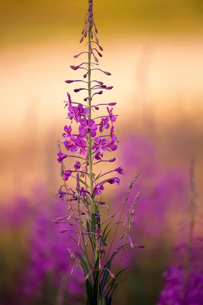 Květ fialový lesní — Stock fotografie