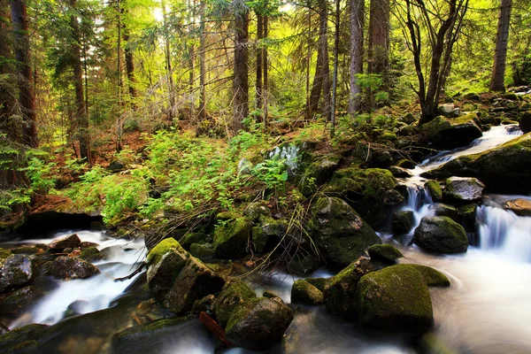 Forest river — Stockfoto