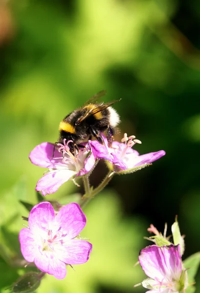 Yabani arı — Stok fotoğraf