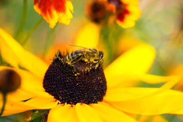 Пчелиный макро — стоковое фото